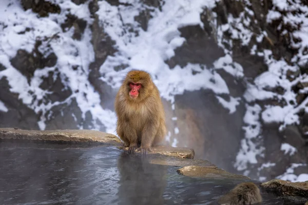 Famille Des Singes Des Neiges Japonais Jigokudani Monkey Park Nagano — Photo