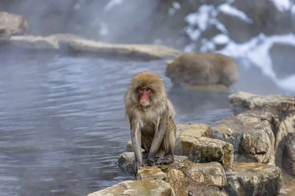 Japanse Sneeuwaap Familie Jigokudani Monkey Park Nagano Japan — Stockfoto