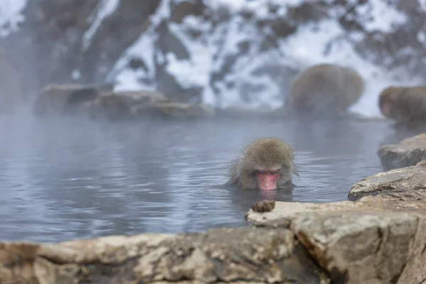 Famille Des Singes Des Neiges Japonais Jigokudani Monkey Park Nagano — Photo