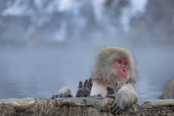 Família Japonesa Macacos Neve Jigokudani Monkey Park Nagano Japão — Fotografia de Stock