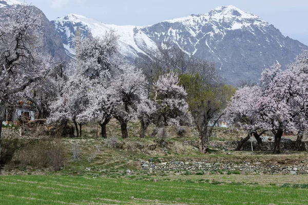 Belles Fleurs Naturelles Belle Nature Comme Paradis Dans Nord Pakistan Images De Stock Libres De Droits
