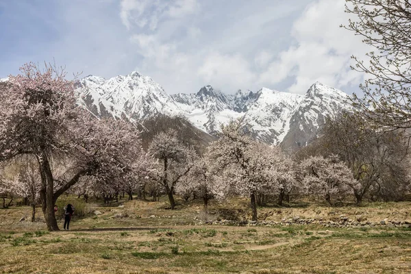 Hermosas Flores Naturales Hermosa Naturaleza Como Paraíso Norte Pakistán Fotos de stock