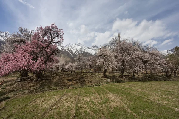 Hermosas Flores Naturales Hermosa Naturaleza Como Paraíso Norte Pakistán Fotos de stock libres de derechos