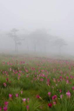 Siste çiçek tarlası, Sai Tanga Ulusal Parkı, Chaiyaphum, Tayland