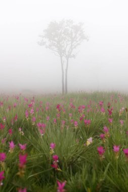 Siste çiçek tarlası, Sai Tanga Ulusal Parkı, Chaiyaphum, Tayland