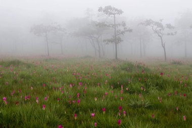 Siste çiçek tarlası, Sai Tanga Ulusal Parkı, Chaiyaphum, Tayland