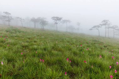 Siste çiçek tarlası, Sai Tanga Ulusal Parkı, Chaiyaphum, Tayland