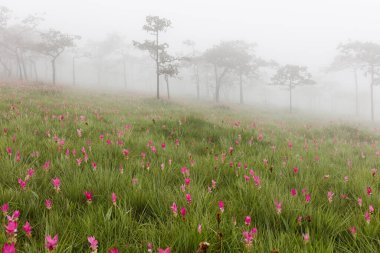 Siste çiçek tarlası, Sai Tanga Ulusal Parkı, Chaiyaphum, Tayland