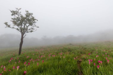Siste çiçek tarlası, Sai Tanga Ulusal Parkı, Chaiyaphum, Tayland