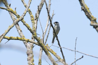Siyah başlık bir ağacın dalında duruyor etrafa bakıyor.