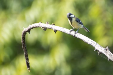 Great tit observes curiously on a branch