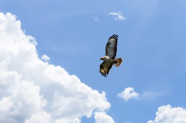 Akbaba pençelerinde avıyla gökyüzünde uçar.