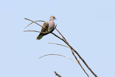 Kumru bir ağaç dalında dinleniyor.