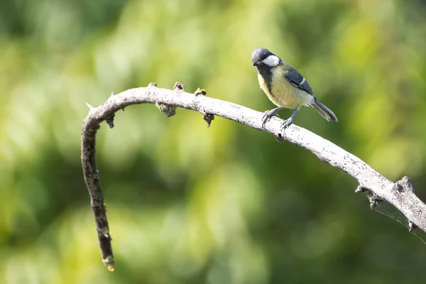 Great Tit Observes Curiously Branch — Stock fotografie