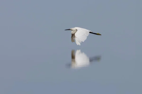 Little egret flies over calm water and casts reflection