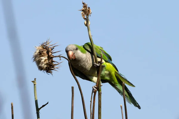 Monk parakeet hanging from a thistle reaches towards the flower to eat