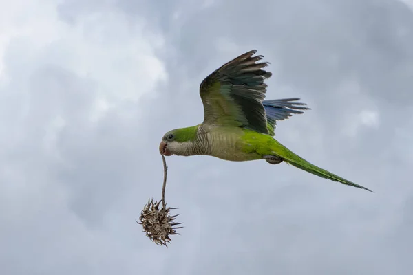 Monk parakeet flies carrying a thistle flower