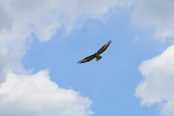 Buzzard Flies High Sky — Stock Photo, Image