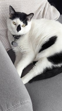 A black-and-white cat resting on a gray couch on a pillow. Concept of relaxation, cat, comfort, pets, domesticity, serenity clipart