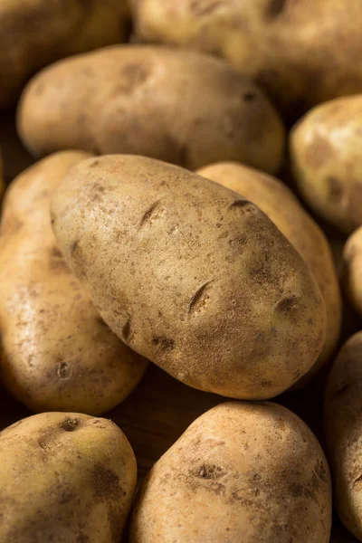 Patatas Russet Marrones Orgánicas Caseras Racimo —  Fotos de Stock