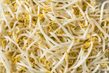 Raw White Organic Soy Bean Sprouts in a Bowl