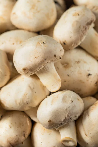 Raw White Organic Champignon Mushrooms Bowl — стоковое фото