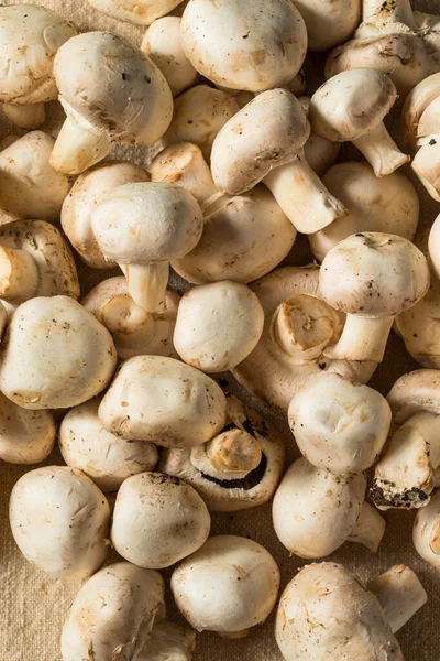 Raw White Organic Champignnon Mushrooms Bowl — Stock Photo, Image