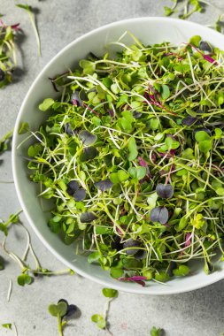 Yeşil Organik Çiğ Mikroyeşil Filizler Yemeye Hazır