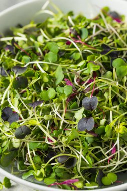 Yeşil Organik Çiğ Mikroyeşil Filizler Yemeye Hazır