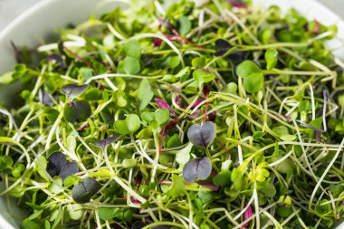 Yeşil Organik Çiğ Mikroyeşil Filizler Yemeye Hazır