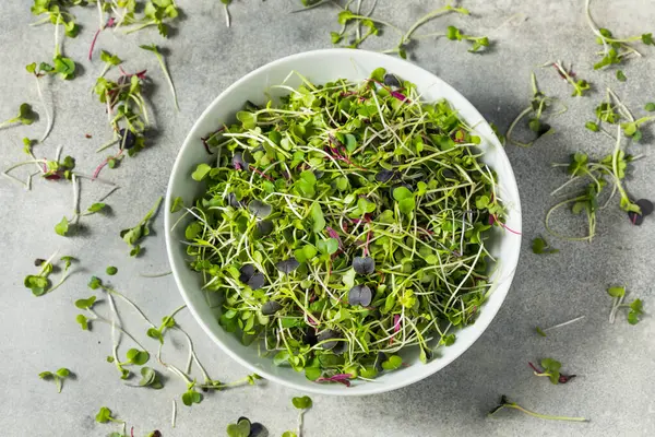 Green Organic Raw Microgreen Sprouts Ready Eat — Stock Photo, Image
