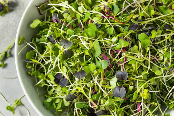 Yeşil Organik Çiğ Mikroyeşil Filizler Yemeye Hazır — Stok fotoğraf