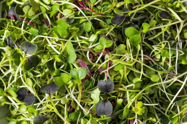 Green Organic Surowe Microgreen Sprout Gotowy Jedzenia Obrazek Stockowy