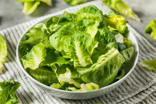 Bio Raw Baby Butterhead Salat Für Den Salat lizenzfreie Stockbilder