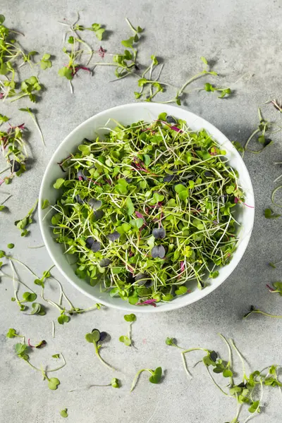 Green Organic Surowe Microgreen Sprout Gotowy Jedzenia Obrazy Stockowe bez tantiem