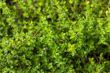 Çiğ Organik Yeşil Kekik Yaprakları Pişmeye Hazır
