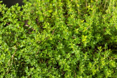 Çiğ Organik Yeşil Kekik Yaprakları Pişmeye Hazır