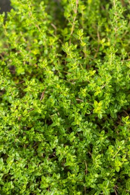 Çiğ Organik Yeşil Kekik Yaprakları Pişmeye Hazır