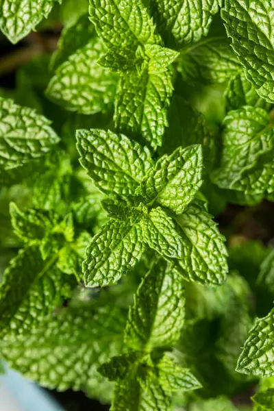 stock image Raw Organic Green Mint Leaves Ready to Cook With