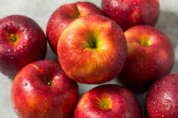 stock image Organic Raw Cosmic Crisp Red Apples in a Bunch Ready to Eat