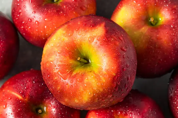 stock image Organic Raw Cosmic Crisp Red Apples in a Bunch Ready to Eat