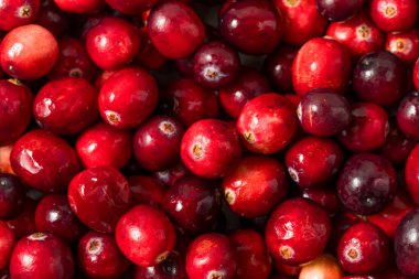 Kullanmaya Hazır Organik Çiğ Kırmızı Kızılcıklar