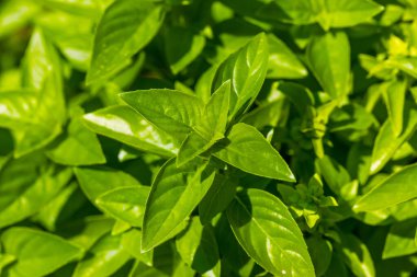 Organik Çiğ Yeşil Basil Dışarıdaki Bitki Yaprakları