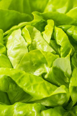 Organik Yeşil Tereyağlı Marul Yemeye Hazır