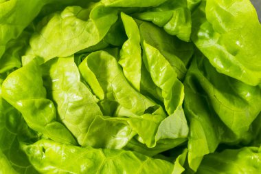 Organik Yeşil Tereyağlı Marul Yemeye Hazır