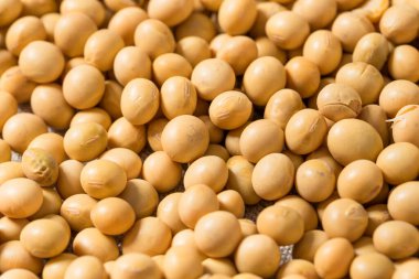 Kuru Organik Çiğ Soya Fasulyesi Kasede