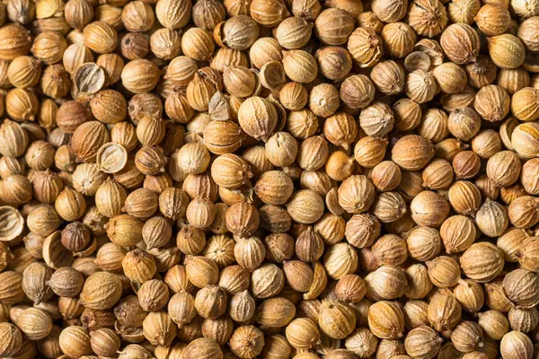 Kuru Organik Hint kişniş tohumları Yemek Kasesinde