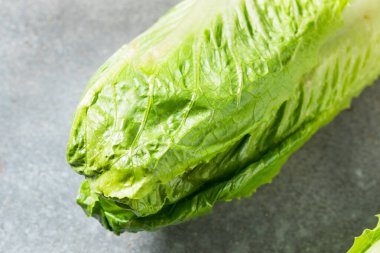 Organik Yeşil Romaine Marul Kafa Kesmeye Hazır