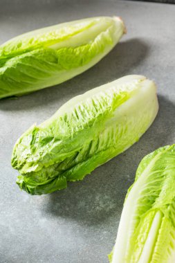 Organik Yeşil Romaine Marul Kafa Kesmeye Hazır