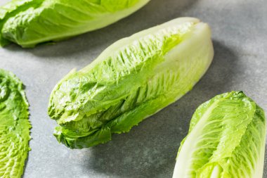 Organik Yeşil Romaine Marul Kafa Kesmeye Hazır